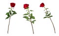 Set of three beautiful vivid red roses on long stems with green leaves isolated on white background.