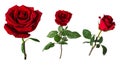 Set of three beautiful vivid red roses on stems with green leaves isolated on white background Royalty Free Stock Photo