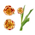 Set of three beautiful vivid red and yellow tulips on stems with green leaves isolated on white background Royalty Free Stock Photo