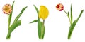 Set of three beautiful vivid red and yellow tulips on stems with green leaves isolated on white background