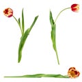 Set of three beautiful vivid red and yellow tulips on stems with green leaves isolated on white background Royalty Free Stock Photo