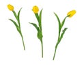 Set of three beautiful vivid yellow tulips on long stems with green leaves isolated on white background. Royalty Free Stock Photo