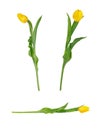 Set of three beautiful vivid yellow tulips on long stems with green leaves isolated on white background.