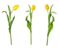 Set of three beautiful vivid yellow tulips on long stems with green leaves isolated on white background Royalty Free Stock Photo