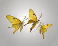 Set - three beautiful yellow butterflies Gonepteryx isolated on white background Royalty Free Stock Photo