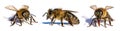 Set of three bees or honeybees in Latin Apis Mellifera