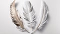 A set of three bird feathers on white background
