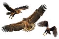 Set three birds, Birds of prey White tailed eagle isolated on white background flying bird Royalty Free Stock Photo