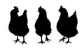 Set of three black silhouettes of hens and chickens pecking standing and walking on white background Royalty Free Stock Photo