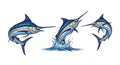 Set of three blue marlin fish illustrations in various dynamic poses isolated on a white background Royalty Free Stock Photo