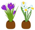 Set of three blue narcissus and purple crocus flower in pots. Flat illustration isolated on white background. Vector illustration Royalty Free Stock Photo