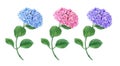 Set of three blue, pink and violet Hydrangea flowers Royalty Free Stock Photo