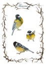 Set of three blue tit birds in the frame from branches, twigs or vines isolated on white background. European titmouses hand Royalty Free Stock Photo