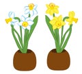 Set of three blue and white with yellow narcissus flower in a pots. Flat illustration isolated on white background. Vector illustr Royalty Free Stock Photo