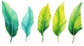 Set of Three Bold Watercolor Banana Leaf Veins AI Generated