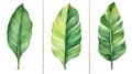 Set of Three Bold Watercolor Banana Leaf Veins AI Generated