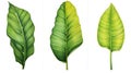 Set of Three Bold Watercolor Banana Leaf Veins AI Generated