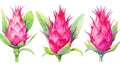 Set of Three Bold Watercolor Dragon Fruit Plants AI Generated