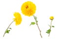 Set of three bright yellow chrysanthemums isolated on white background