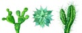Set of three cactus isolated on white, watercolor illustration Royalty Free Stock Photo