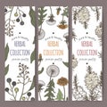 Set of three color labels with camphorwood or camphor laurel, Dandelion and tea tree sketch. Green apothecary series. Royalty Free Stock Photo