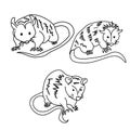 Set of three contour opossums, coloring page with a picture of a marsupial animal for children to explore wildlife