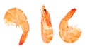 Set of three cooked shrimps isolated on transparent background Royalty Free Stock Photo