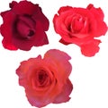 Set of three dark red rose isolated blooms Royalty Free Stock Photo