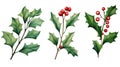 Set of Three Detailed Watercolor Holly Branches in Red AI Generated