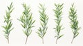 Set of Three Detailed Watercolor Rosemary Sprig AI Generated