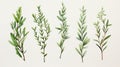 Set of Three Detailed Watercolor Rosemary Sprig AI Generated