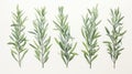 Set of Three Detailed Watercolor Rosemary Sprigs AI Generated