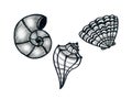 Set of three different drawings of seashells in black outline on a white background. Doodle. Royalty Free Stock Photo