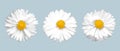 Set of three different realistic daisies. Vector elements for design