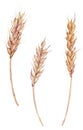 Set of three ears of wheat painted with watercolor. Isolated hand-drawn illustration. Bread baking, harvest concept.