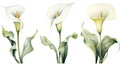 Set of Three Elegant Watercolor Calla Lily AI Generated