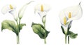 Set of Three Elegant Watercolor Calla Lily AI Generated