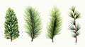 Set of Three Elegant Watercolor Spruce Branches AI Generated