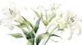 Set of Three Elegant Watercolor White Lily Petals AI Generated