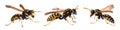 Set of  three European common wasp German wasp Royalty Free Stock Photo