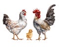 A set of three farm animals: a white chicken, a gray rooster and a yellow chicken. For postcards, packaging design, textiles,