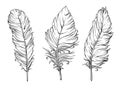 Set of three feathers drawing on white. Vector illustration Royalty Free Stock Photo