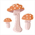 Set of three fly agaric mushrooms on white background