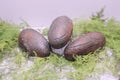 Oviraptor Eggs Fossilized