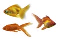 Set of three goldfishes isolated on white Royalty Free Stock Photo