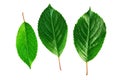 Set of three green leaf isolated on white