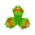 Set three hazulnuts with green lleaves vector illustration isolated on white background.. Vector nuts Royalty Free Stock Photo