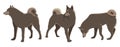 Set of three Husky dogs. Vector illustration on white background. Royalty Free Stock Photo