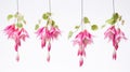 Set of Three Intricate Watercolor Fuchsia Blooms AI Generated