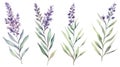 Set of Three Intricate Watercolor Lavender Sprigs AI Generated